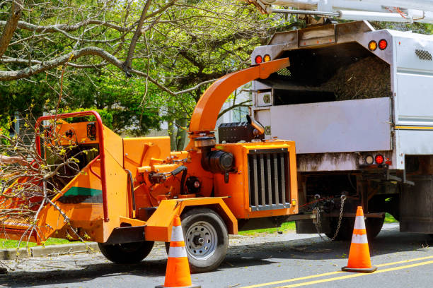 Best Tree Maintenance Programs  in Louisvle, IL